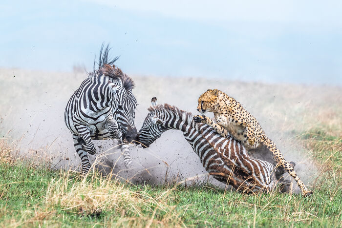 Wildlife, Honorable Mention: Those Last Seconds By Alex Brackx