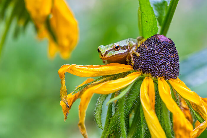 Petal Pusher By Tom Fenske