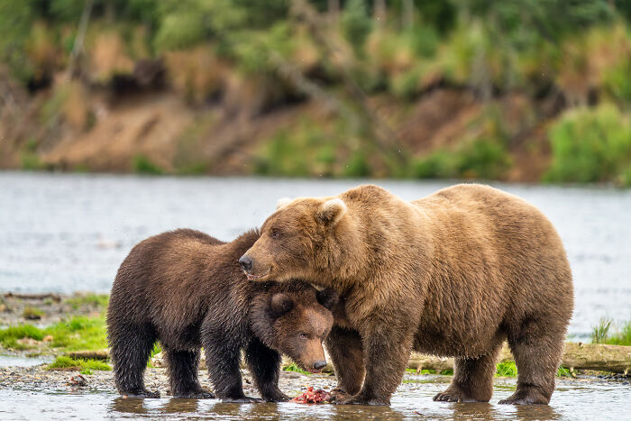 Mama And Me By Tom Fenske