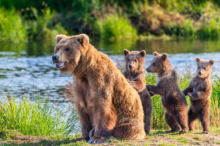 Wildlife, Honorable Mention: High Alert By Tom Fenske