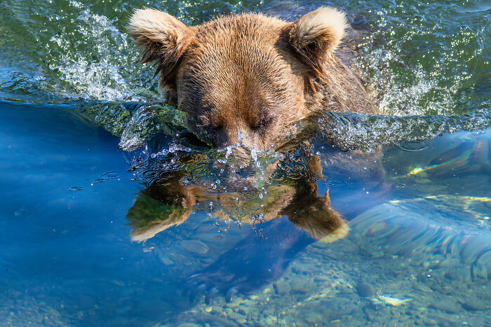 Snorkeling For Salmon By Tom Fenske