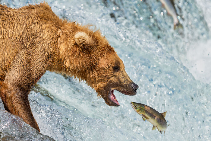 Anticipation By Tom Fenske