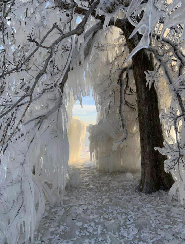 An ethereal scene of ice-covered trees, making for one of the wildly different photos of the USA.