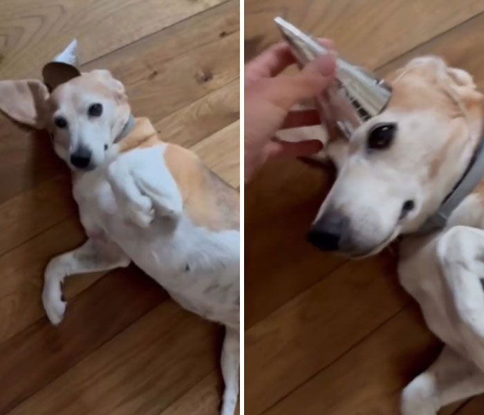Two dogs wearing party hats, a detail from Meghan Markle's birthday post. Two dogs wearing party hats, a detail from Meghan Markle's birthday post.