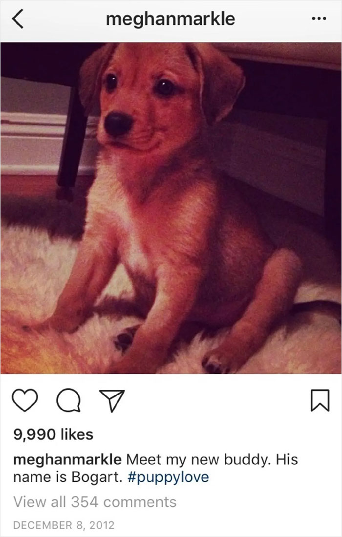 A photo of Meghan Markle's puppy, Bogart, sitting on a white fluffy rug. Concerns for kids. A photo of Meghan Markle's puppy, Bogart, sitting on a white fluffy rug. Concerns for kids.