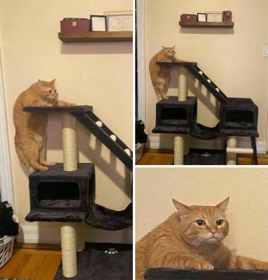 A collage shows a large ginger cat comically stuck on a cat tree and a close-up of its surprised, weird face.
