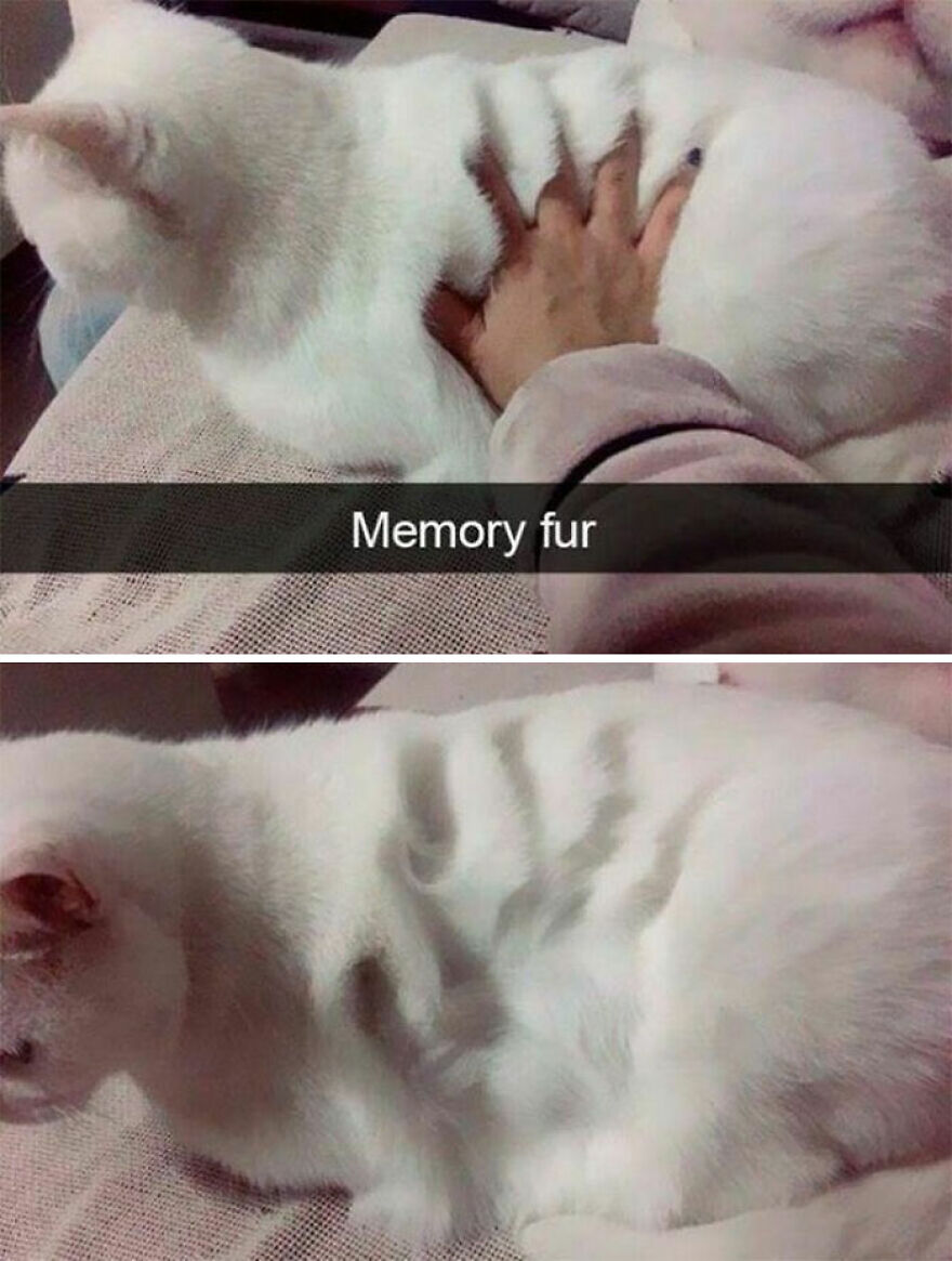 A weird photo showing a handprint on a white cat's fur, resembling memory foam.