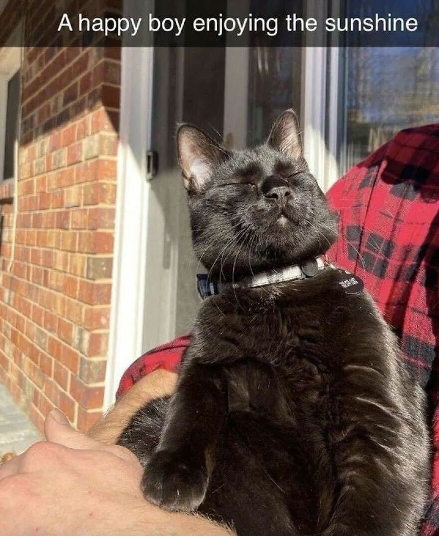 A happy black cat enjoying sunshine, basking with closed eyes, showing a weird cat enjoying the outdoors.
