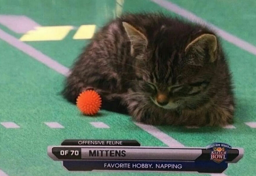 A sleeping kitten on a green field with an orange toy, labeled as Mittens, showcasing a weird cat's nap.