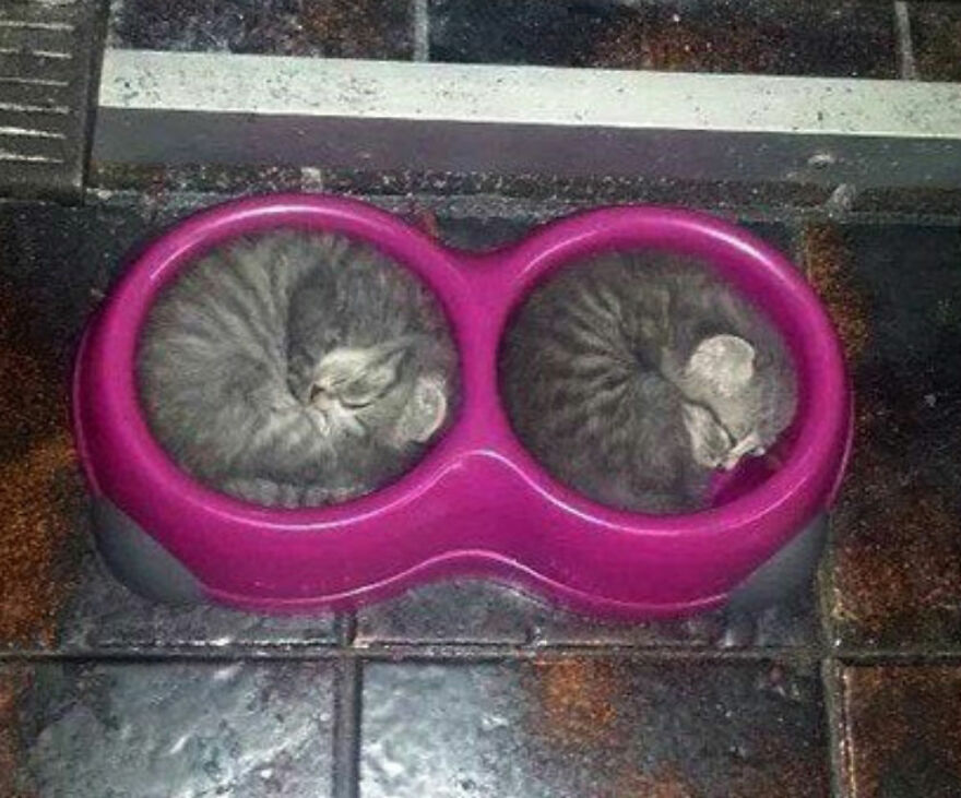 Two weird cats curled up in a purple feeder bowl, looking like they are ready to catch some sleep.