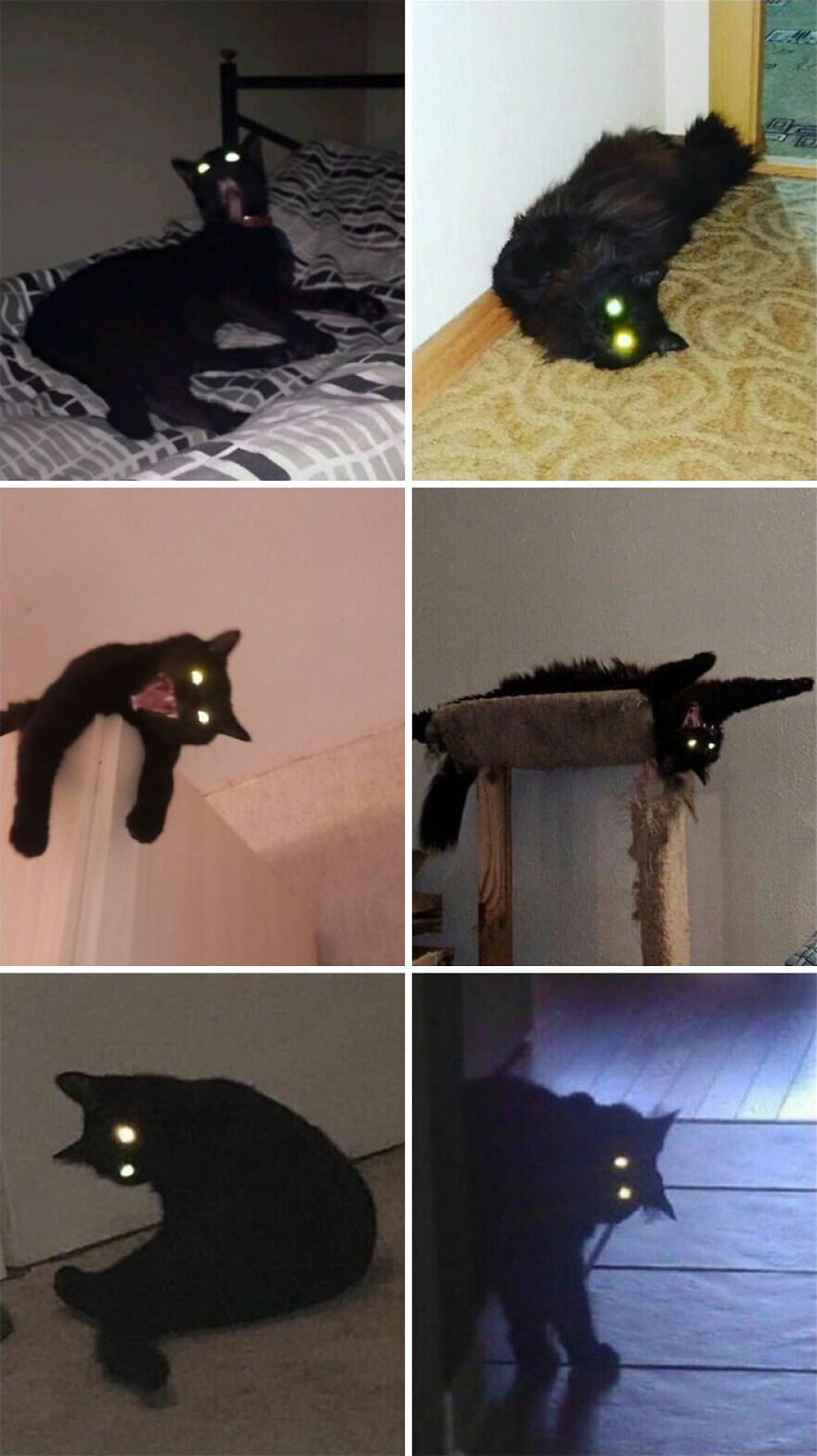A collage of six images showing black cats with glowing eyes in dark settings, highlighting weird cat photos.