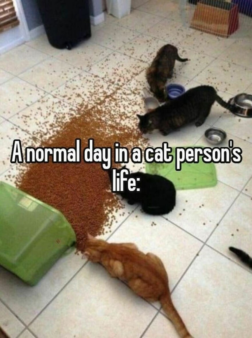 Weird cats making a huge mess with spilled food on a tiled floor, an out-of-context and chaotic cat moment.