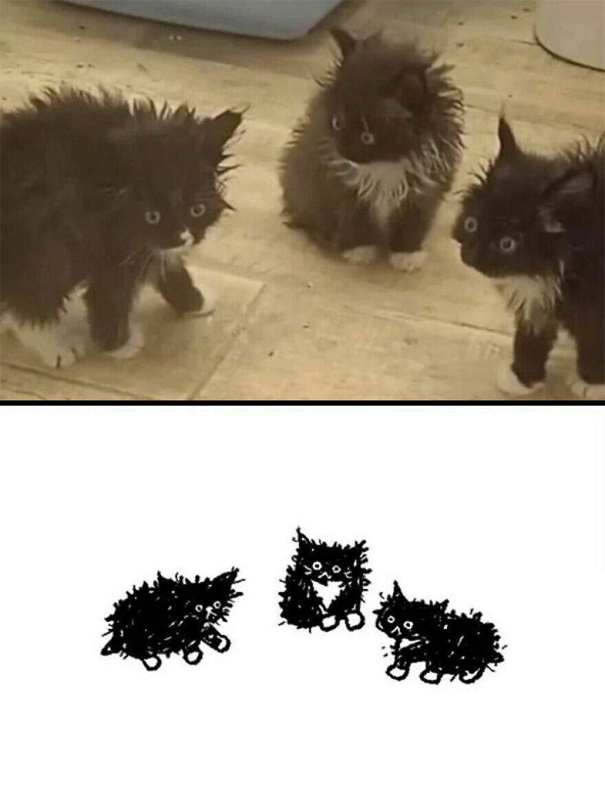 Three wet, fluffy kittens looking surprised, perfectly capturing the essence of weird cat photos.