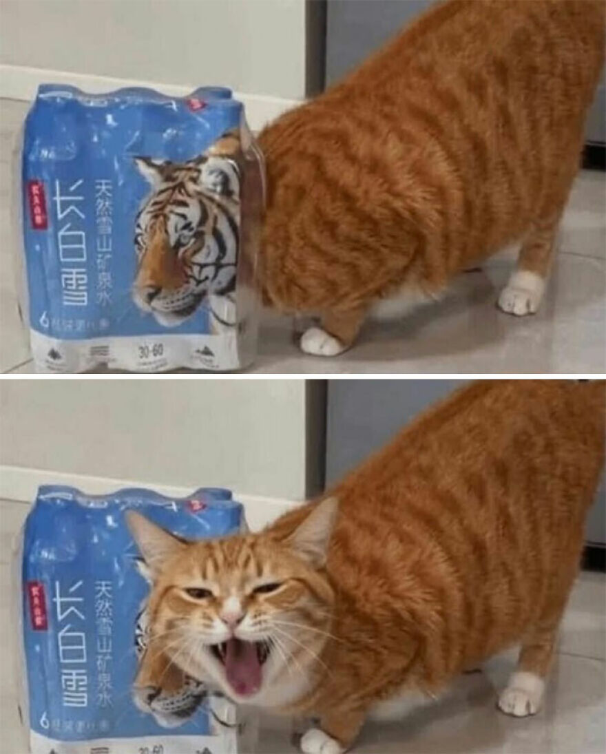An orange cat with its head comically stuck in a plastic water bottle packaging, looking weird.