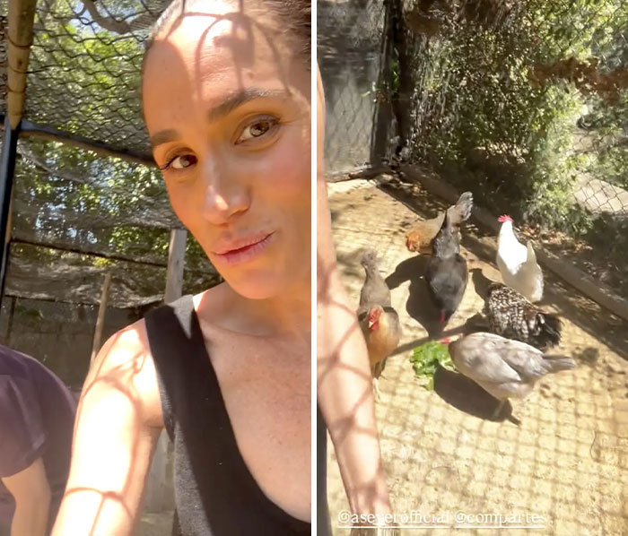 Meghan Markle with her chickens in the coop, renewing concern for her kids. Meghan Markle with her chickens in the coop, renewing concern for her kids.