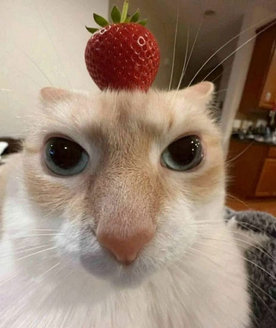 A weird cat with wide eyes and a strawberry balanced on its head, an out-of-context and funny photo.