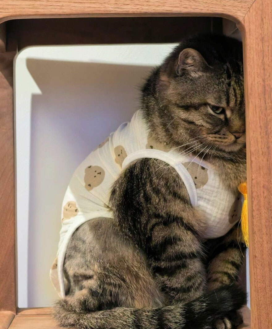 A weird photo of a tabby cat wearing a teddy bear print shirt, looking grumpy in a wooden cubby.