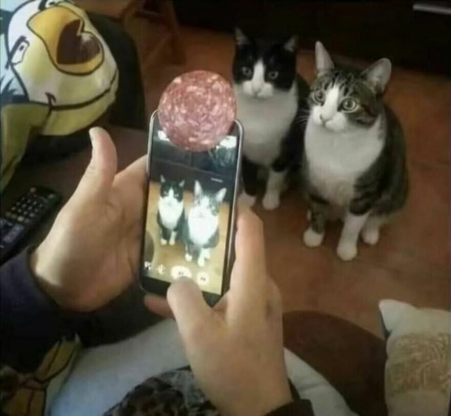 A person holding a phone with salami on top, taking a photo of two cats looking intently at the food, making them seem weird.