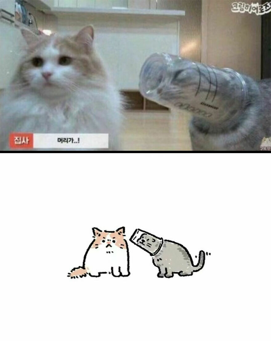 Two cats with one having its head stuck in a plastic bottle, creating a weird and humorous photo.