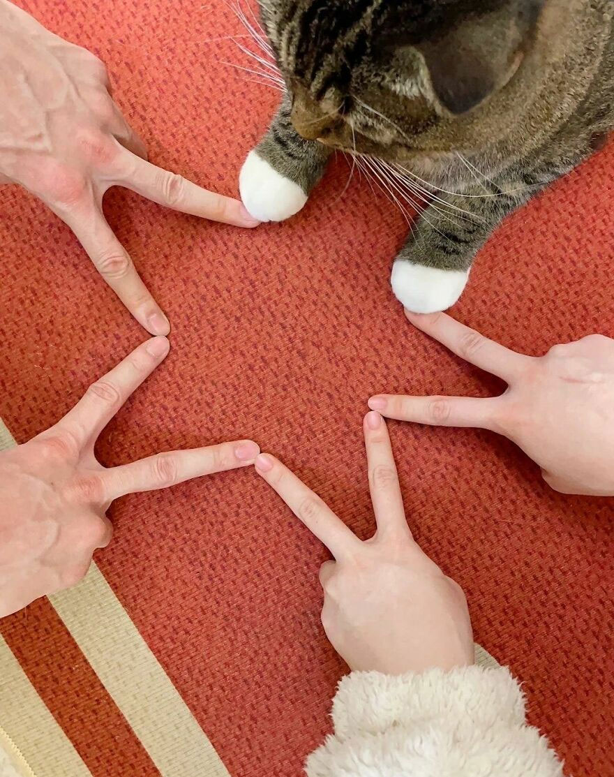 A brown tabby cat joining human hands to form a star, showcasing a weird but sweet interaction.