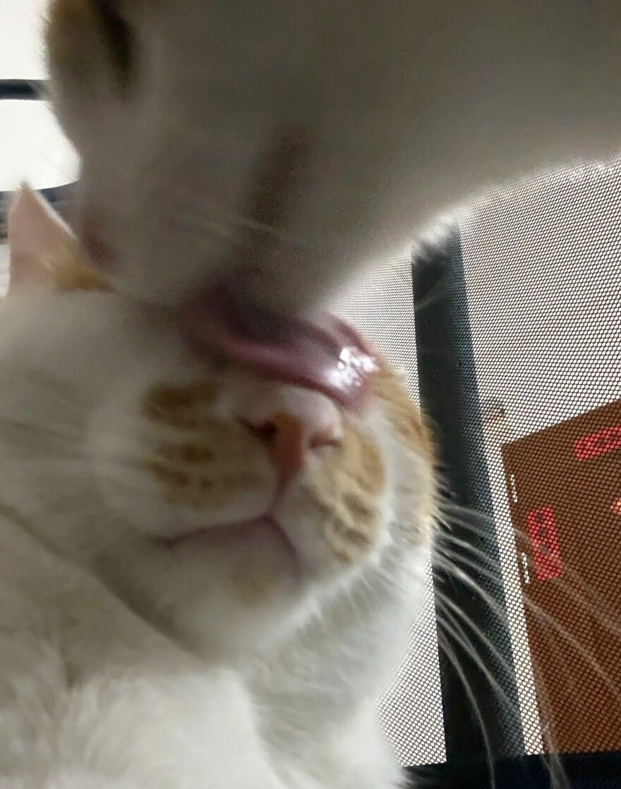 A blurry close-up shows a white cat with ginger patches licking another cat's head, caught in a weird moment.