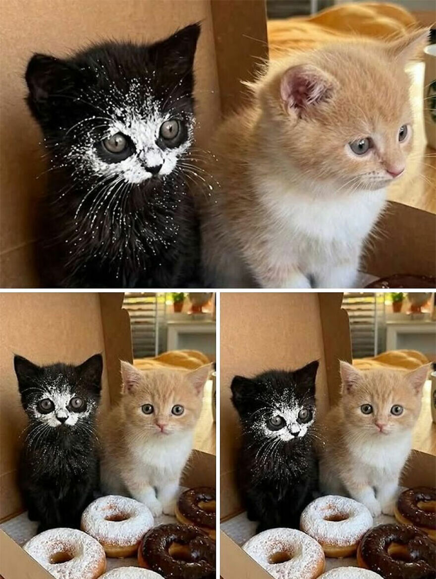Two kittens, one black with a powdery white face and one ginger, sitting in a donut box, showing weird cats.