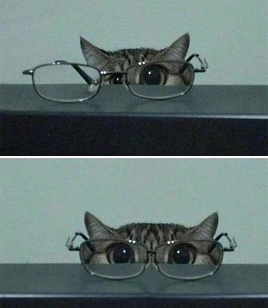 A cat peeking over a surface, wearing glasses over its eyes, capturing a funny and out-of-context cat image.