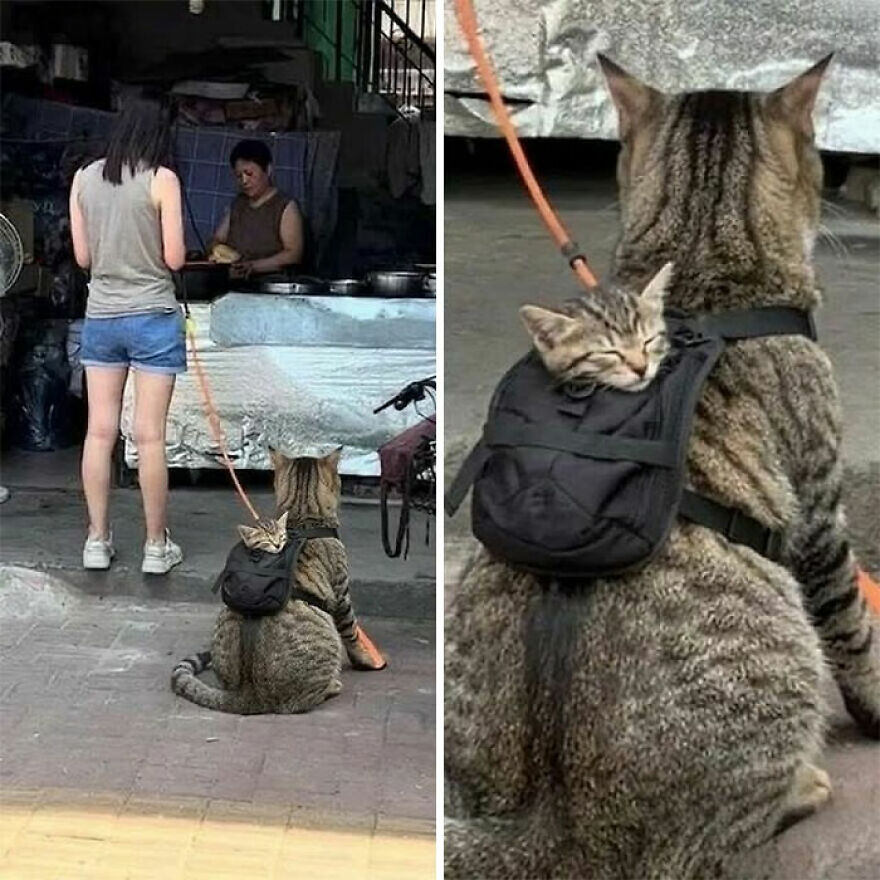 A weird photo of a large cat on a leash carrying a smaller cat in a backpack, walking on the street.