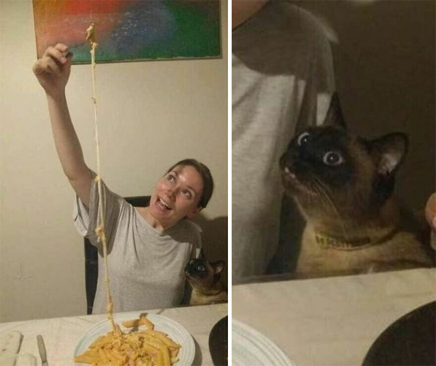 A weird photo of a woman holding up a long strand of spaghetti with a wide-eyed cat looking on.