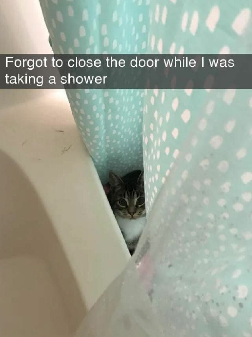 A curious cat peeking from behind a shower curtain, capturing a moment of a weird cat watching.
