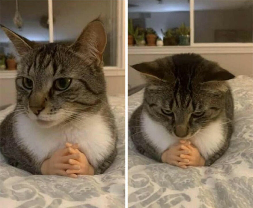 A cat being weird with tiny human hands, looking contemplative and then bowing its head.