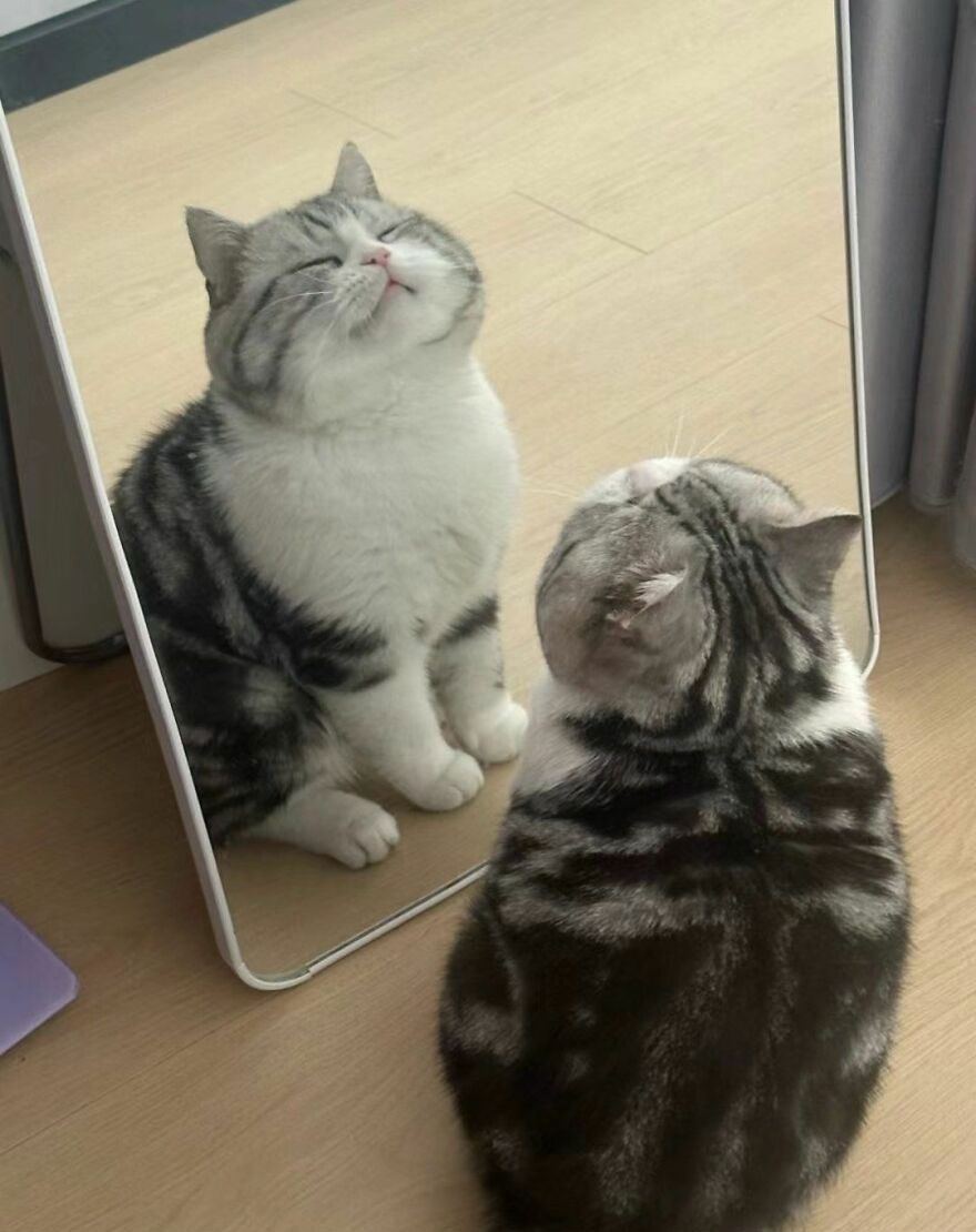 A fluffy, striped cat admiring itself in a mirror, looking proudly at its reflection, acting weird.