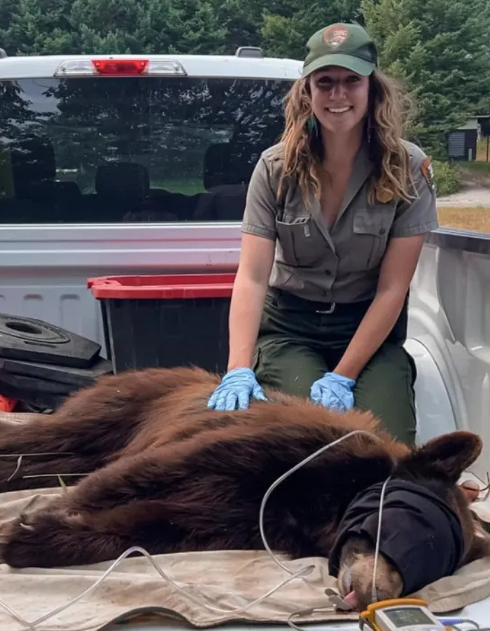 Woman in park uniform with gloves tending to a sedated bear, relevant to the US tourist's court fate for a snatched baby wombat. Woman in park uniform with gloves tending to a sedated bear, relevant to the US tourist's court fate for a snatched baby wombat.