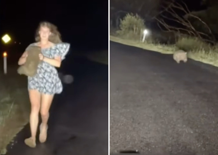 Split image: US Tourist carrying baby wombat on a road at night; the wombat walking away on the road. Split image: US Tourist carrying baby wombat on a road at night; the wombat walking away on the road.