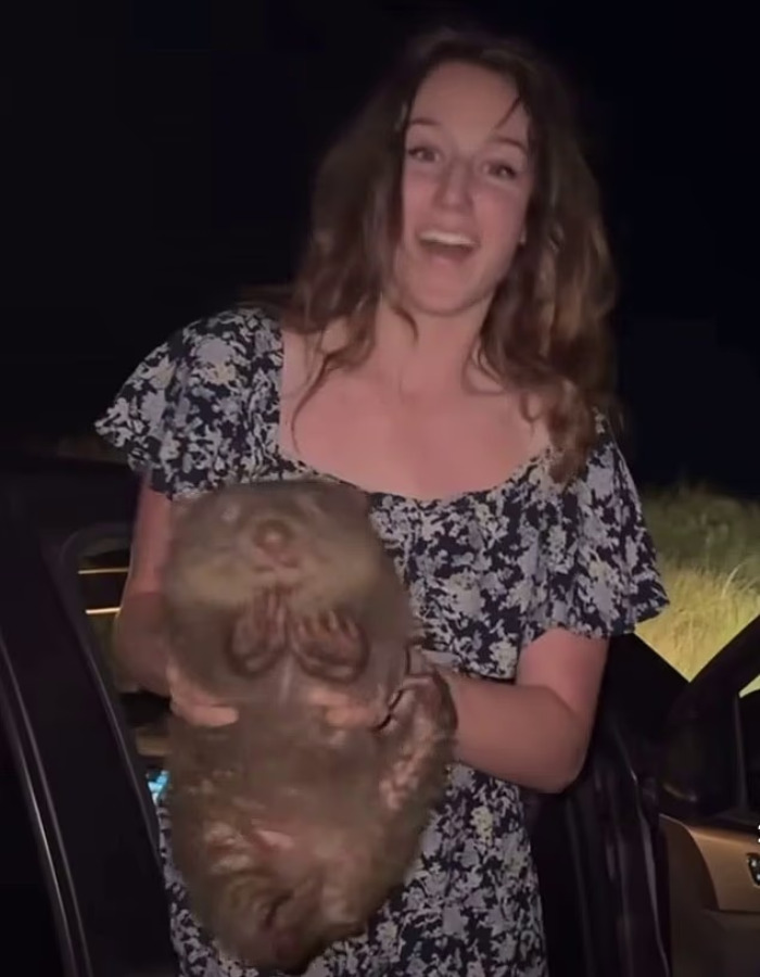 US Tourist holding a baby wombat upside down at night, near a car, looking directly at the camera. US Tourist holding a baby wombat upside down at night, near a car, looking directly at the camera.