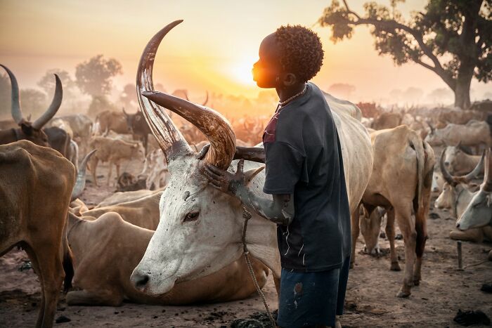 A boy tends to a long-horned cow at sunset, embodying the breathtaking beauty of the world, a European Photography Awards winner.