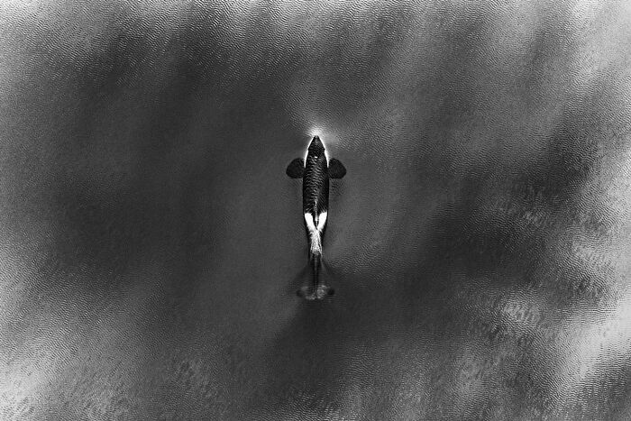 A stunning black and white photo of an orca swimming in the ocean, captured at the Nature Photography Festival.
