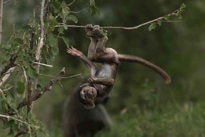 Young Baboon By Erica Robinson