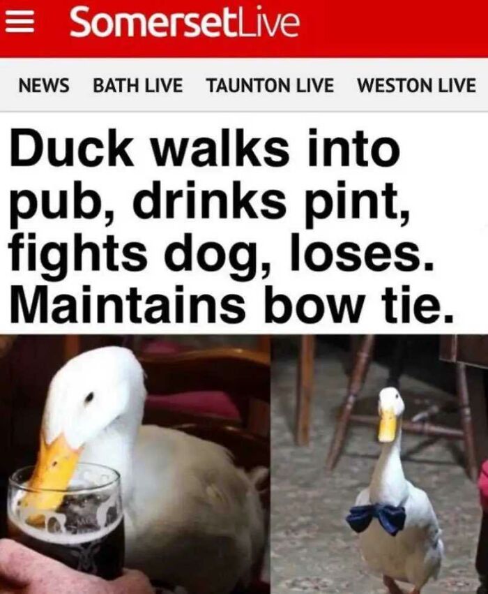 A news headline and images of a duck in a pub, reflecting humorous British antics.