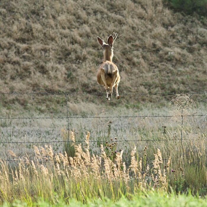 50 Perfectly Timed Animal Photos From This Online Collection That Are Almost Too Good To Be True
