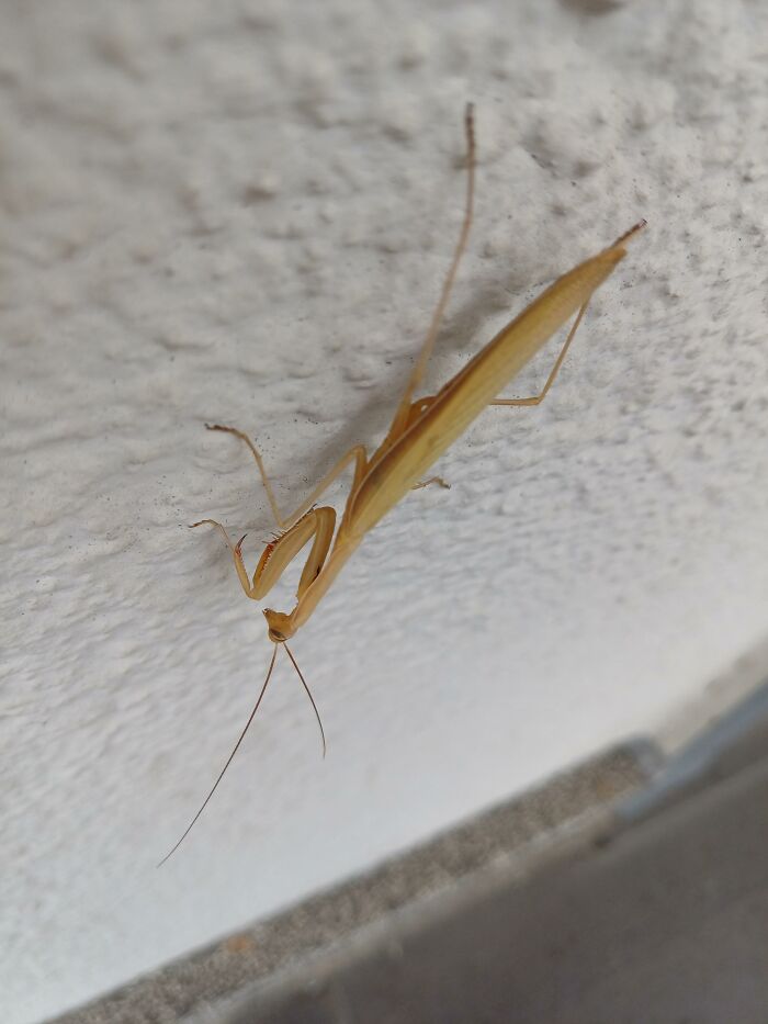 A light brown praying mantis clings to a white textured wall, capturing attention in cool animal photos.