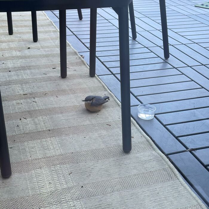 A small bird, an animal, sitting under a table on an outdoor patio rug with a tiny water dish nearby.