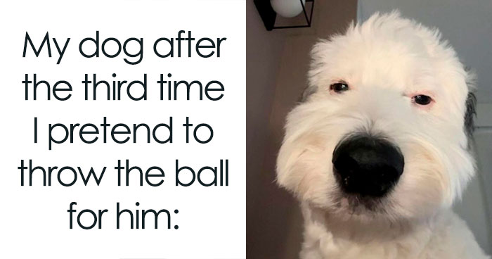 78 Memes For Anyone Who Stops Scrolling The Second An Animal Shows Up