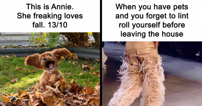 78 Memes For Anyone Who Stops Scrolling The Second An Animal Shows Up