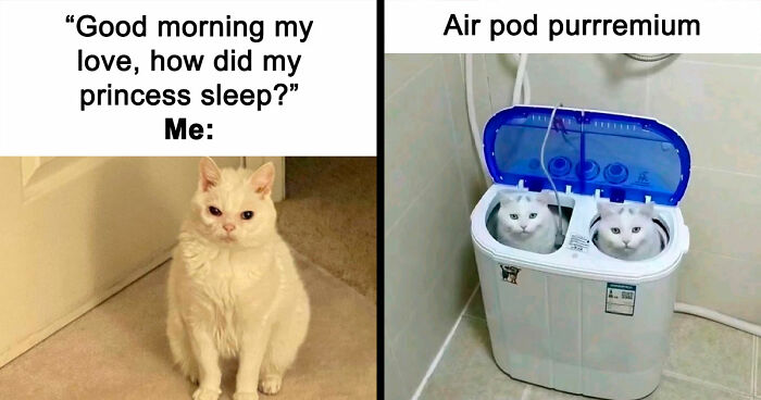 78 Memes For Anyone Who Stops Scrolling The Second An Animal Shows Up