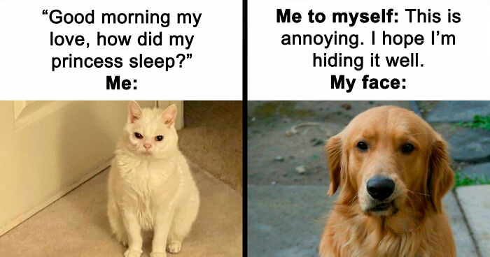 78 Memes For Anyone Who Stops Scrolling The Second An Animal Shows Up
