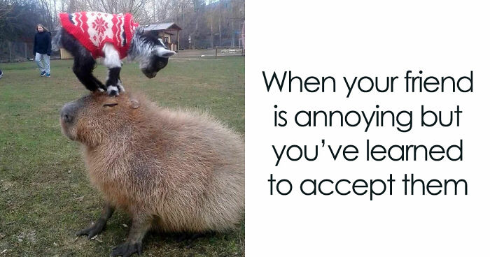 78 Memes For Anyone Who Stops Scrolling The Second An Animal Shows Up