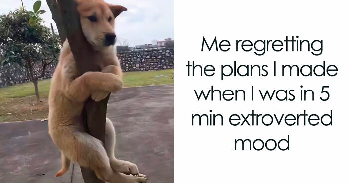 78 Memes For Anyone Who Stops Scrolling The Second An Animal Shows Up