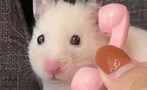 97 Animal Memes To Make Your Day Way Brighter And Better
