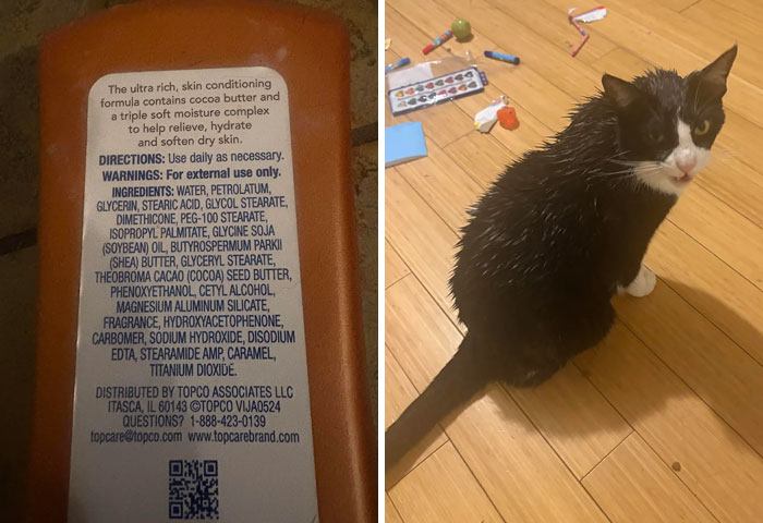 A wet cat next to a bottle of lotion with ingredients and warnings, leaving parents thinking "Why did I sign up for this?"
